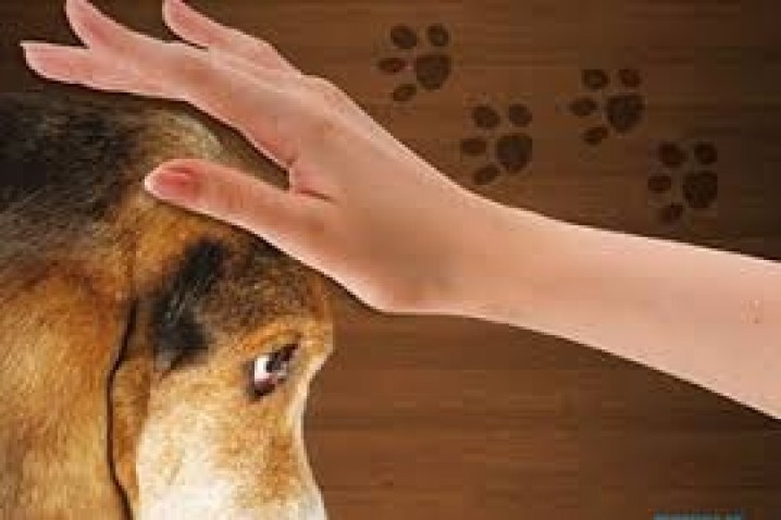 Atendimento Espiritual aos Animais